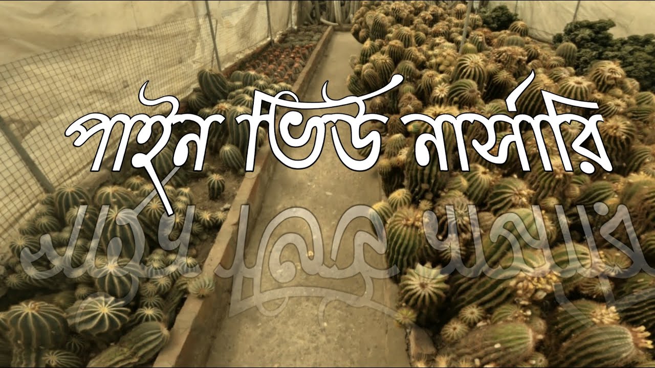 Pine View Nursery I Kalimpong Travel Vlog I Bangla Vlog I Bengali Vlog I Route Meter
