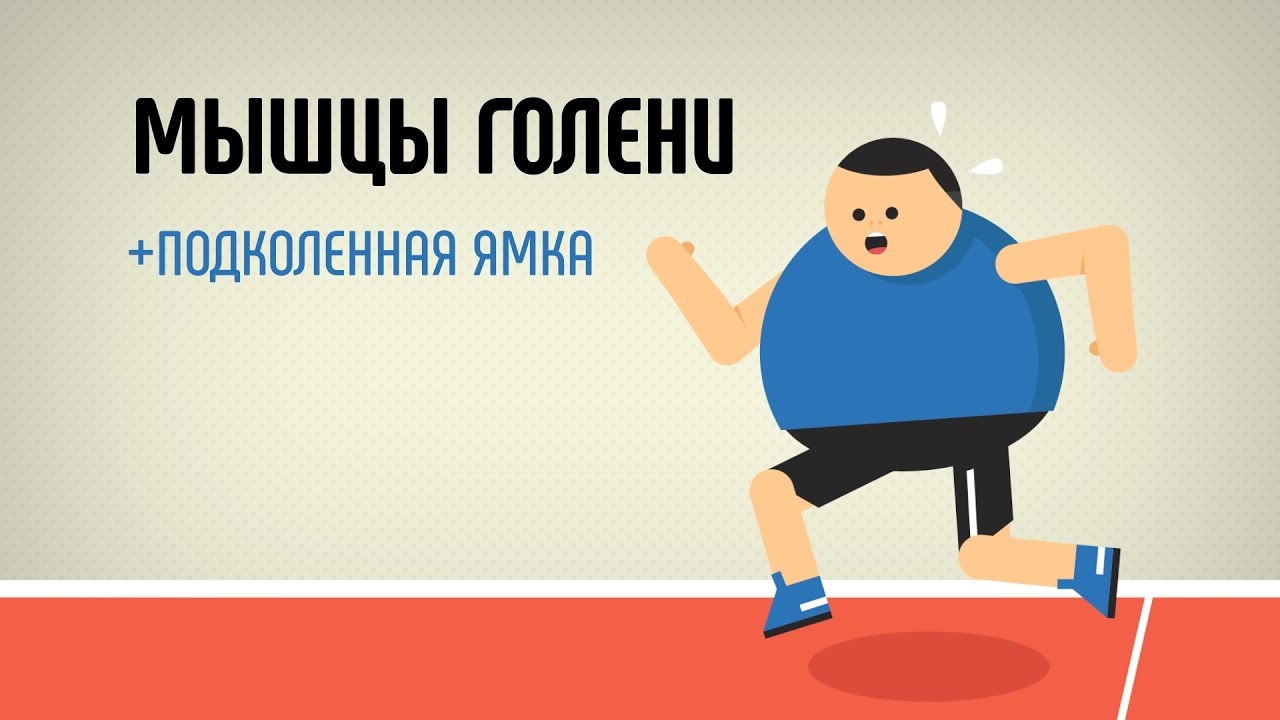 Мышцы голени. Подколенная ямка