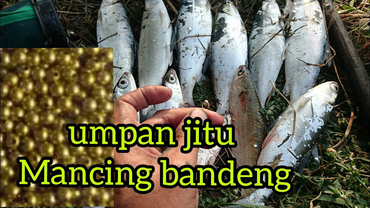#bandeng Umpan macing ikan bandeng liar (cara mancing ikan bandeng)