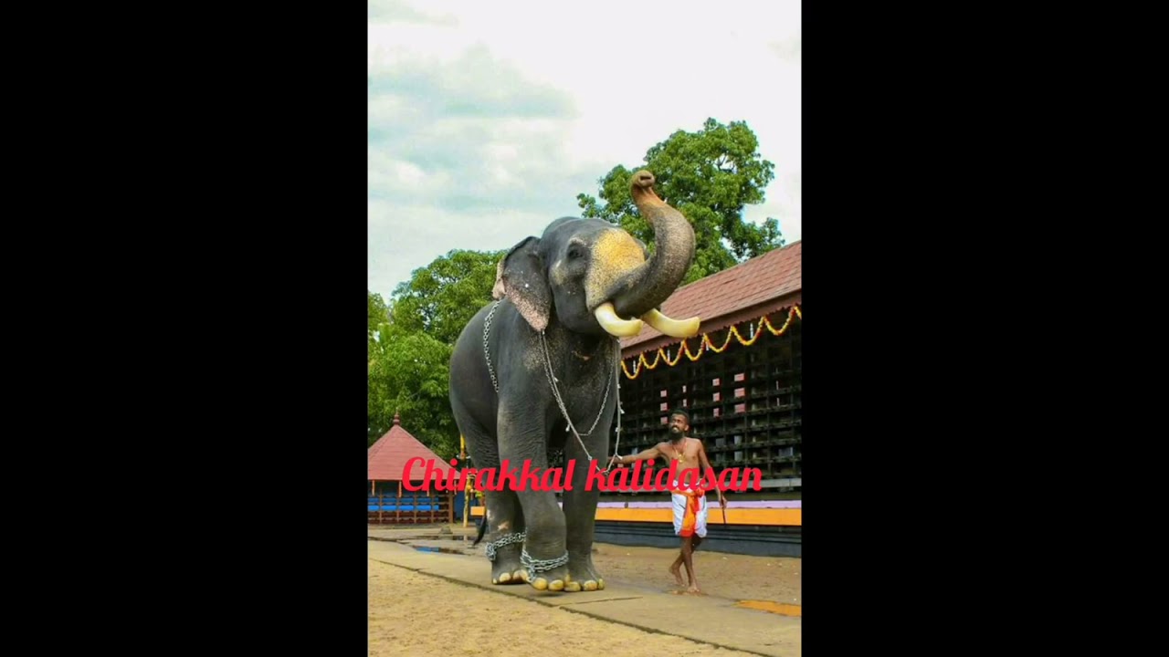 Top 10 Elephants in Kerala# Kerala Elephants # Kerala Special # 💗 famous elephants in kerala