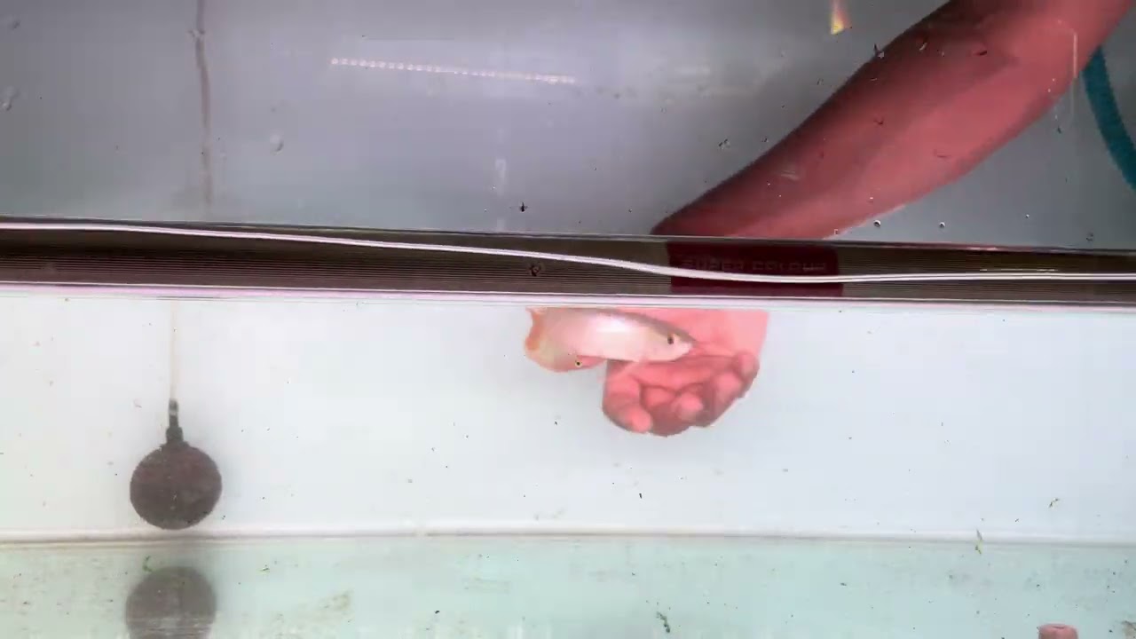 Updape terkini baby arowana baru mendarat dari sepauk kalimatan 