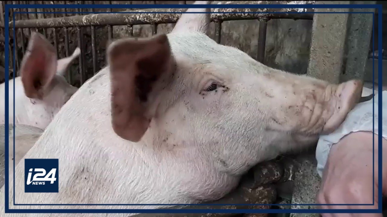 LE PRIME | En Israël l'élevage de cochons fait polémique