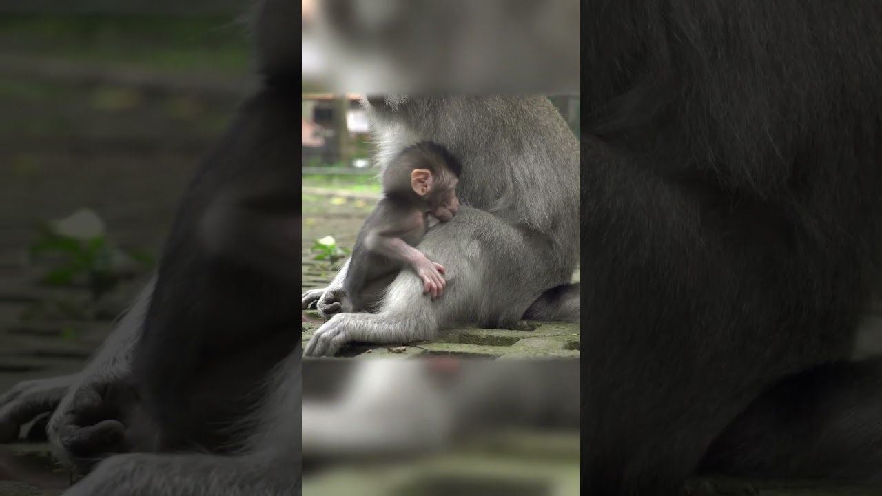 🐒 Holding On &mdash; Baby Monkey&rsquo;s Quiet Curiosity | Peaceful_Tranquil