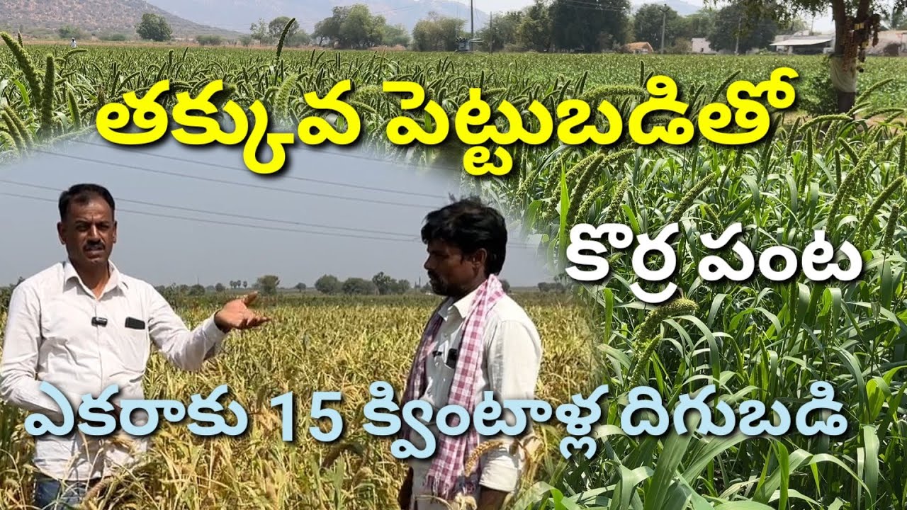 తక్కువ సమయంలో మంచి ఆదాయాన్ని ఇచ్చే సూర్య నందిని కొర్ర | Foxtail Farming | korra saagu | కొర్ర సాగు |