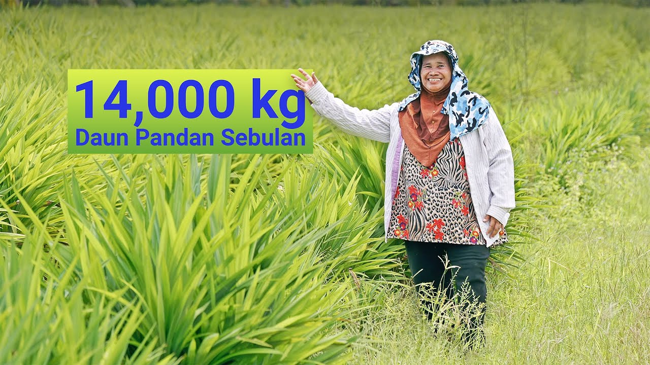 Hampir Racun Anak & Diri Sendiri Kerana di Tinggal Suami, Kini Petani Daun Pandan Berjaya!