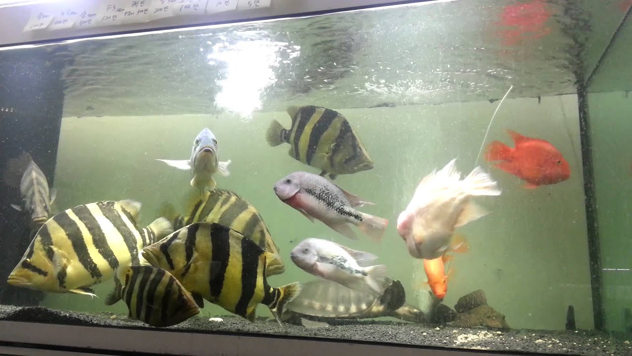 tiger fish