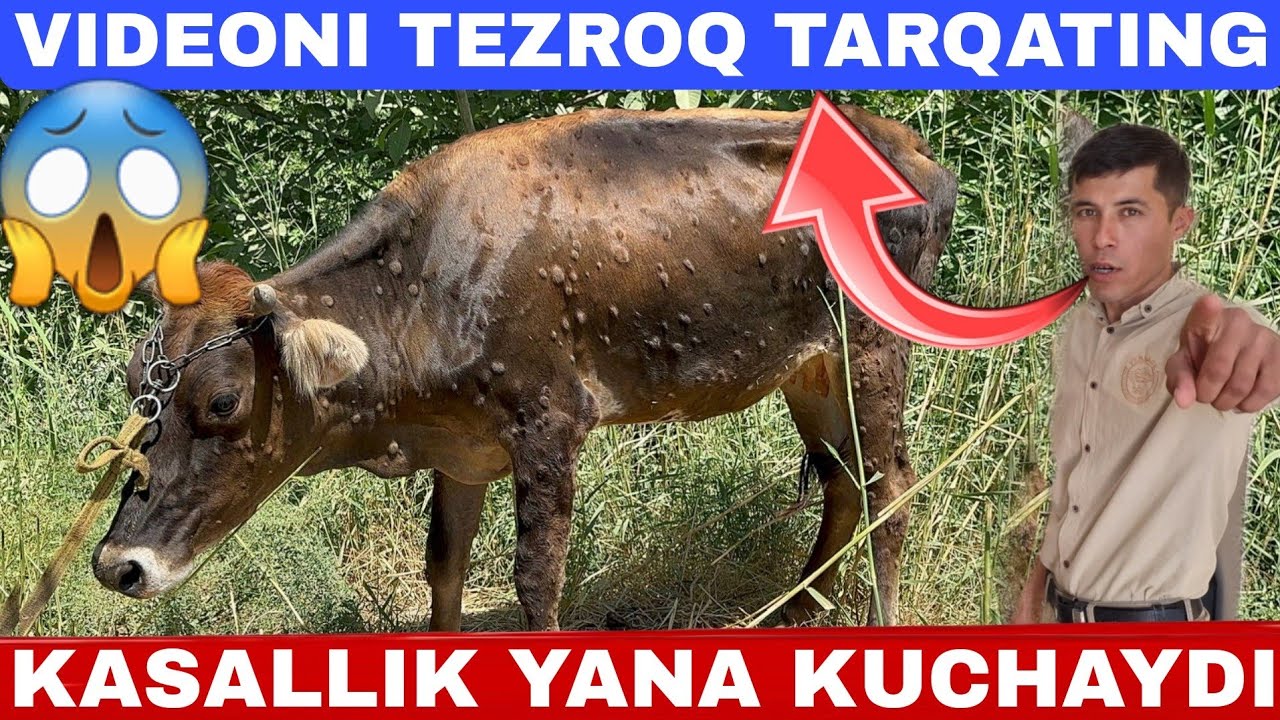 DERMATIT GUL KASALIGI DASTIM BILAN DAVOLASH JARAYONI VA TUZALGANLARI