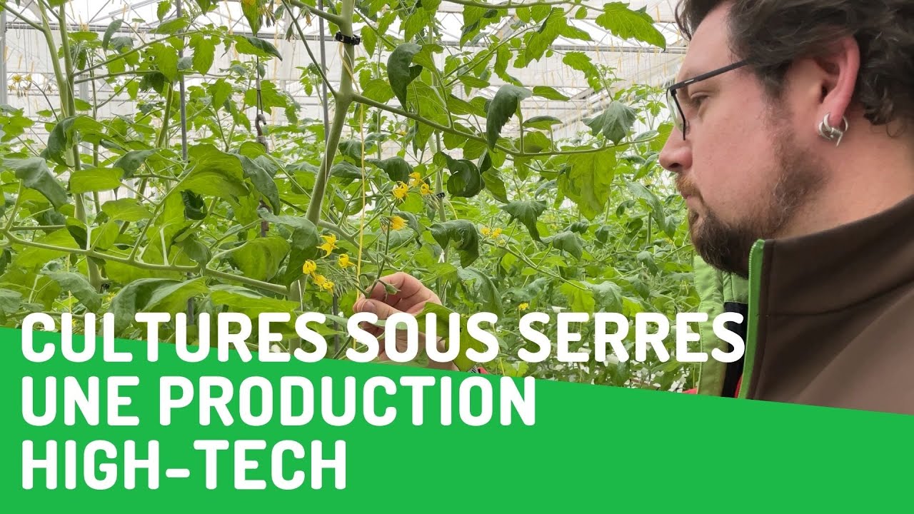Cultures sous serres high tech