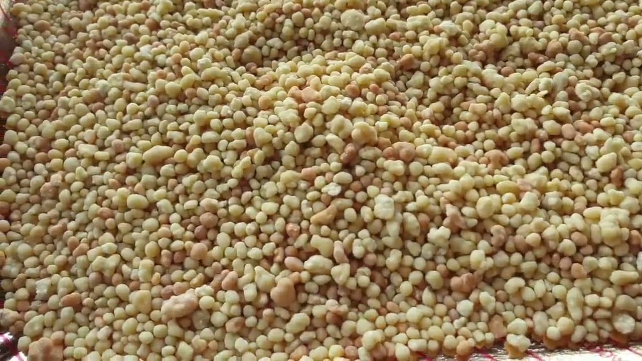 Fregola o Fregula Sarda fatta in casa.