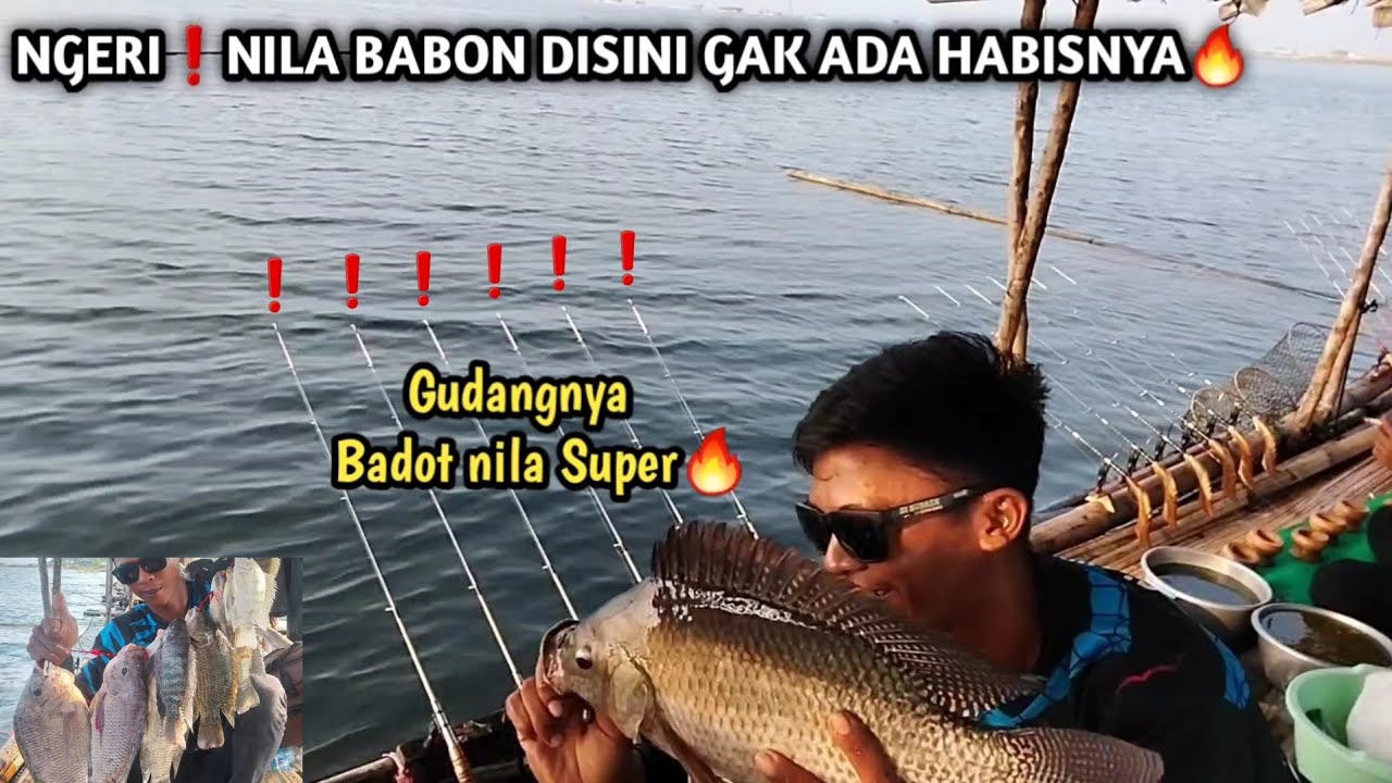 Nger! Spot Isinya Nila Babon,Cari Spot Nila Babon Disinih Gak Ada Habisnya❗Mancing Jatiluhur Terbaru