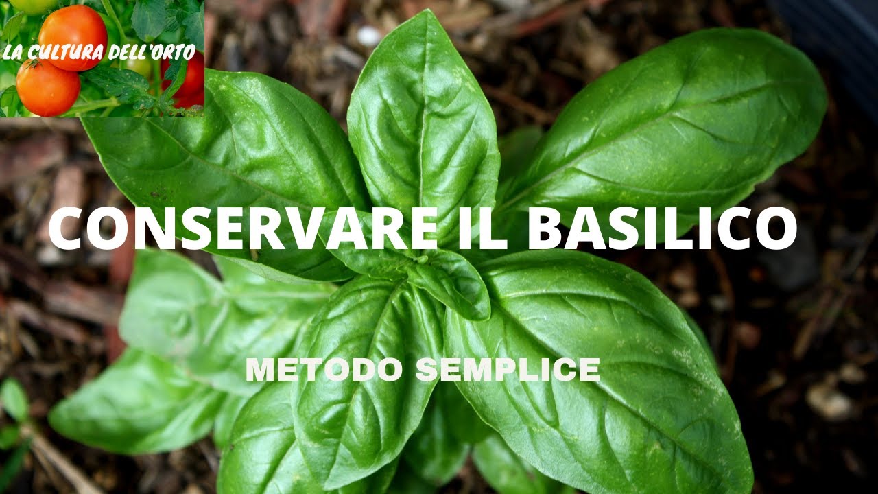 Come conservare il Basilico: disponibile tutto l'anno.