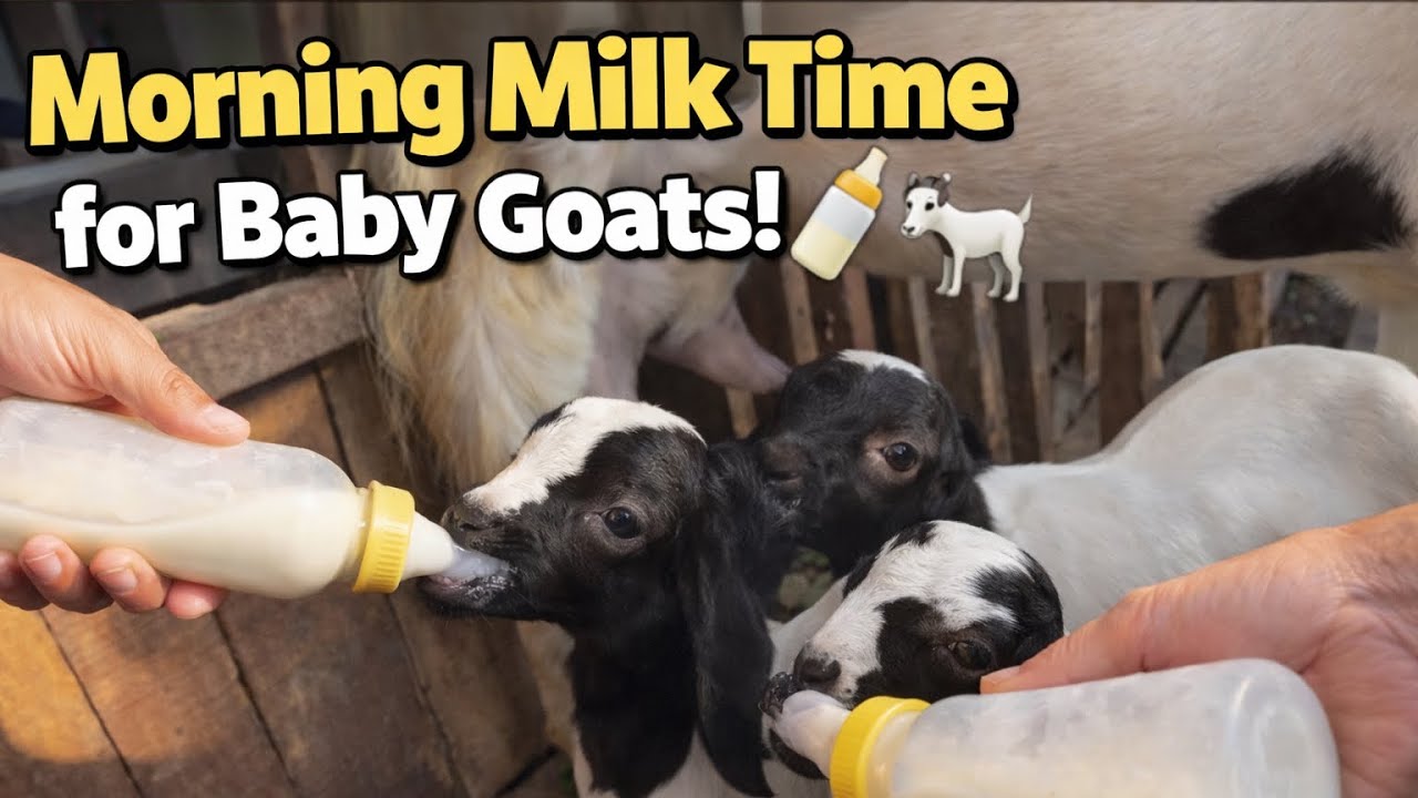 Morning Milk Time for Baby Goats! 🍼🐐