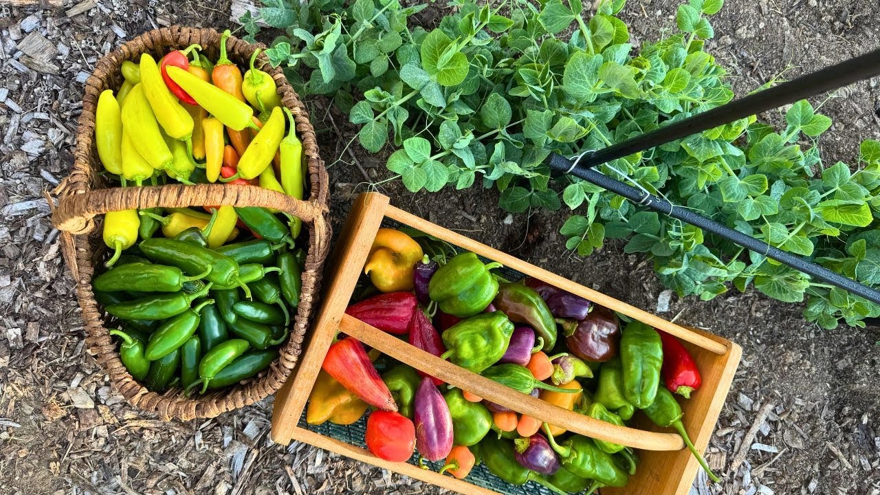 Taking Food from Garden to Pantry
