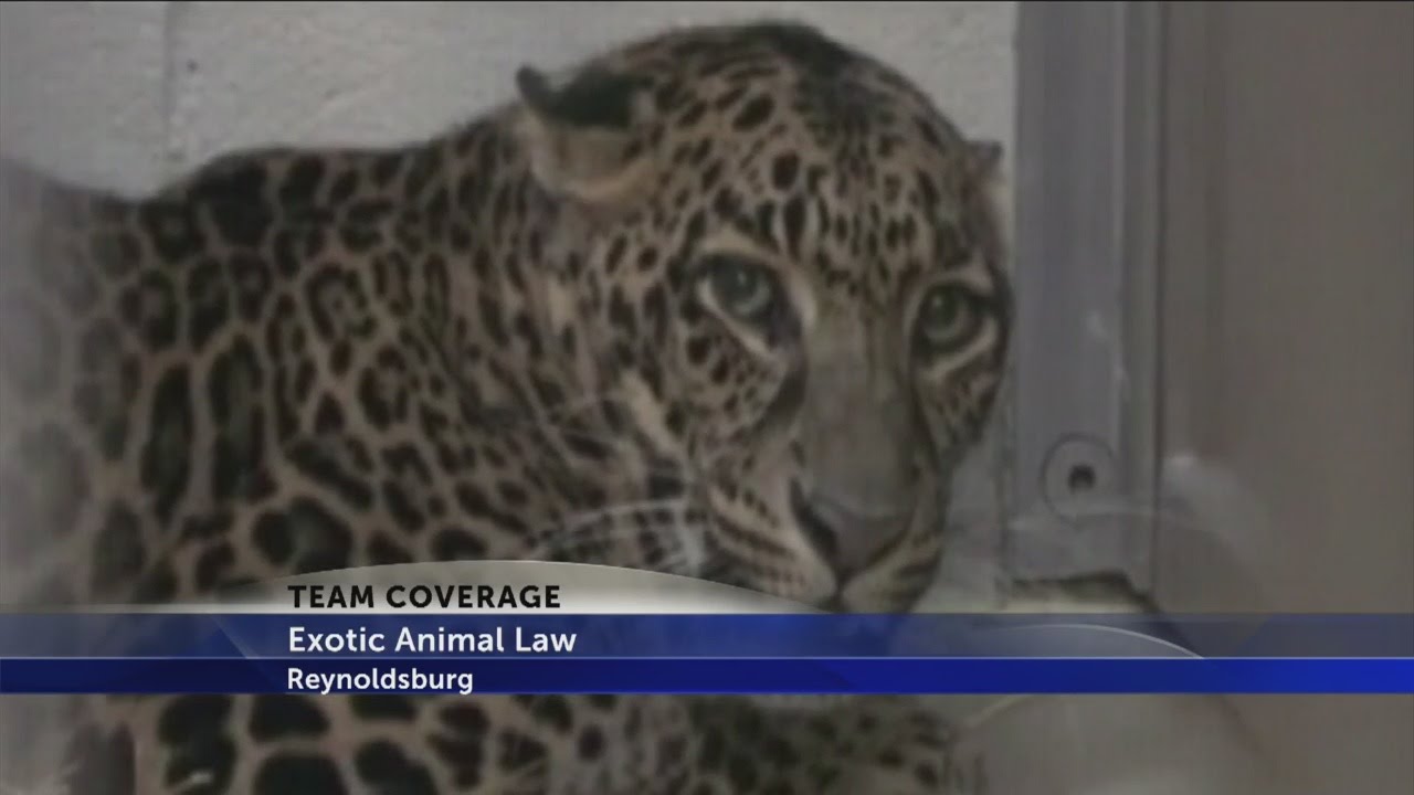 Zanesville animal escape: 4 years later