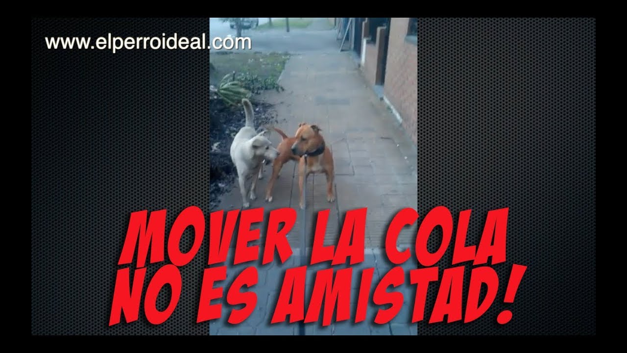 MOVER LA COLA NO ES SE&Ntilde;AL DE AMISTAD  Lenguaje canino