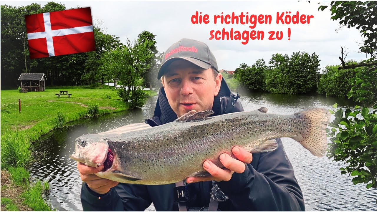 Forellenangeln in Dänemark🇩🇰 2024 Gummiköder Powerbait Lachsforellen Angeln Forellensee Rens Fiskesø