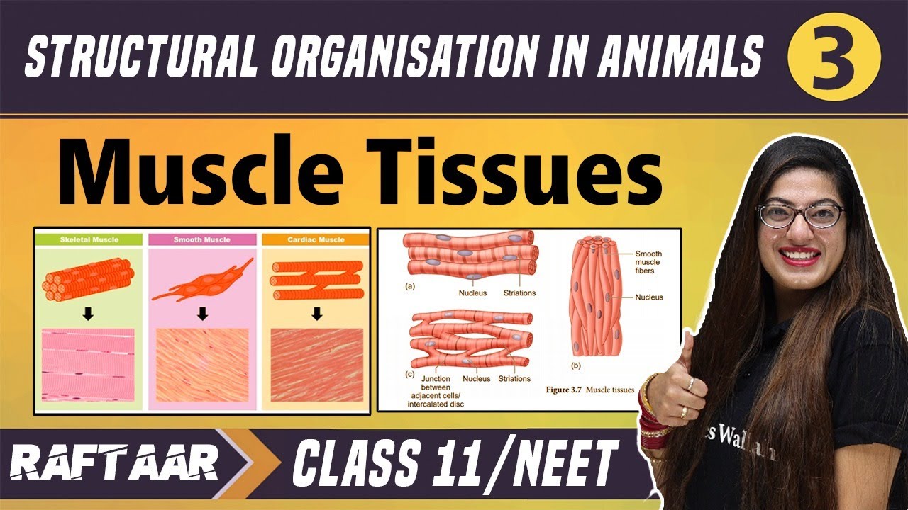 Structural Organization in Animals 03 || Muscle Tissues || Class 11/NEET || RAFTAAR