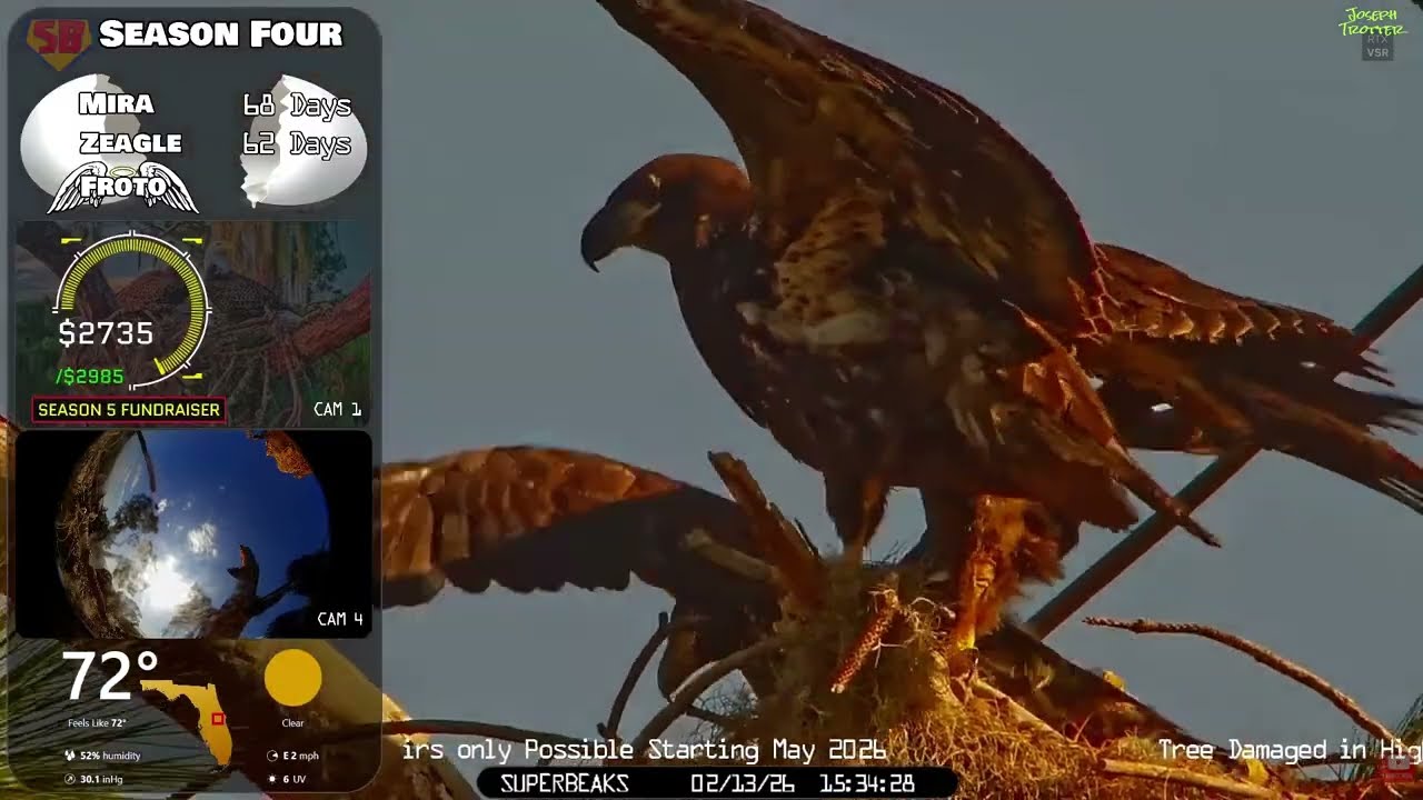 🦅Yesterday at SuperBeaks | Feb 13, 2026-Eaglets Mira & Zeagle feeling the wind beneath their wings!💕