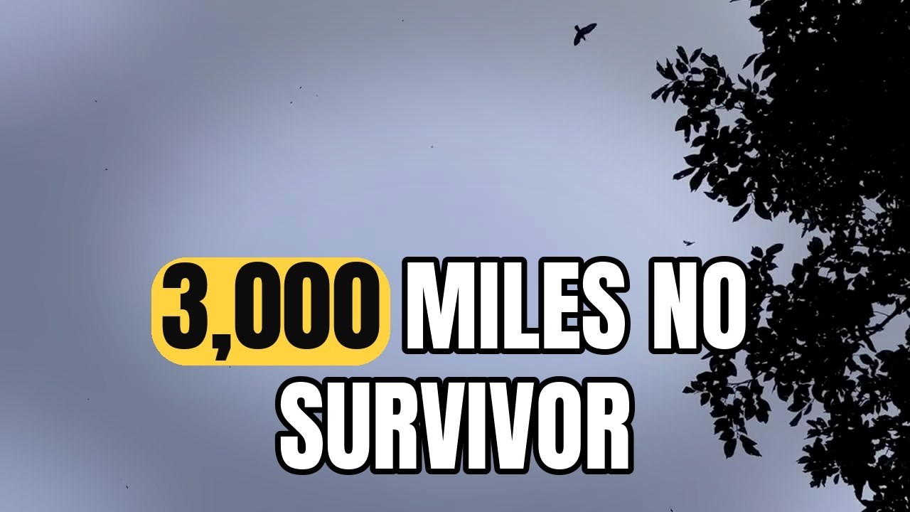 Every August, 300 Million Monarchs Begin a Journey No Single Butterfly Will Finish #Shorts