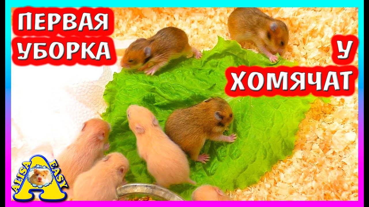 ПЕРВАЯ УБОРКА У ХОМЯЧАТ / FANTA оказалась ФАНТИКОМ... / УГАДАЙ НОВОГО ПИТОМЦА / Alisa Easy Pets