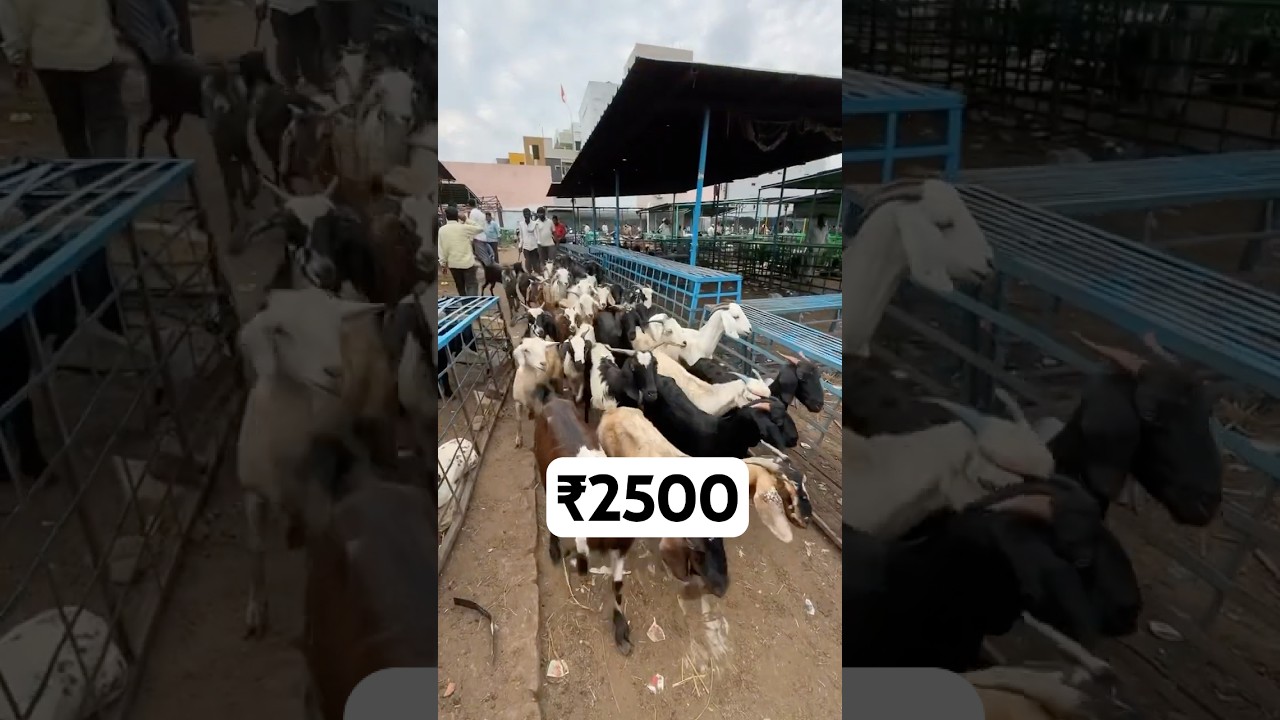 ‼️Hyderabad’s Largest Mutton Market‼️ 