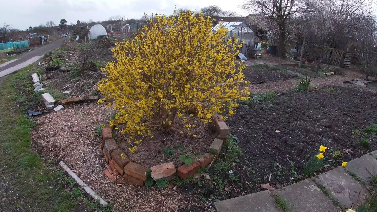 Forsythia x intermedia. Learn the basics in one minute! (U.K)