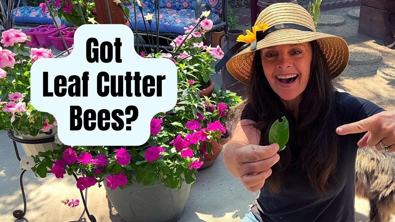 Gardening with Leaf Cutter Bees? - How to find them in YOUR Garden!