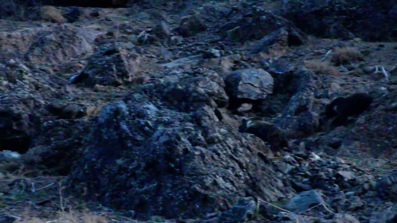 The Enigmatic Himalayan Brown Bear Revealed