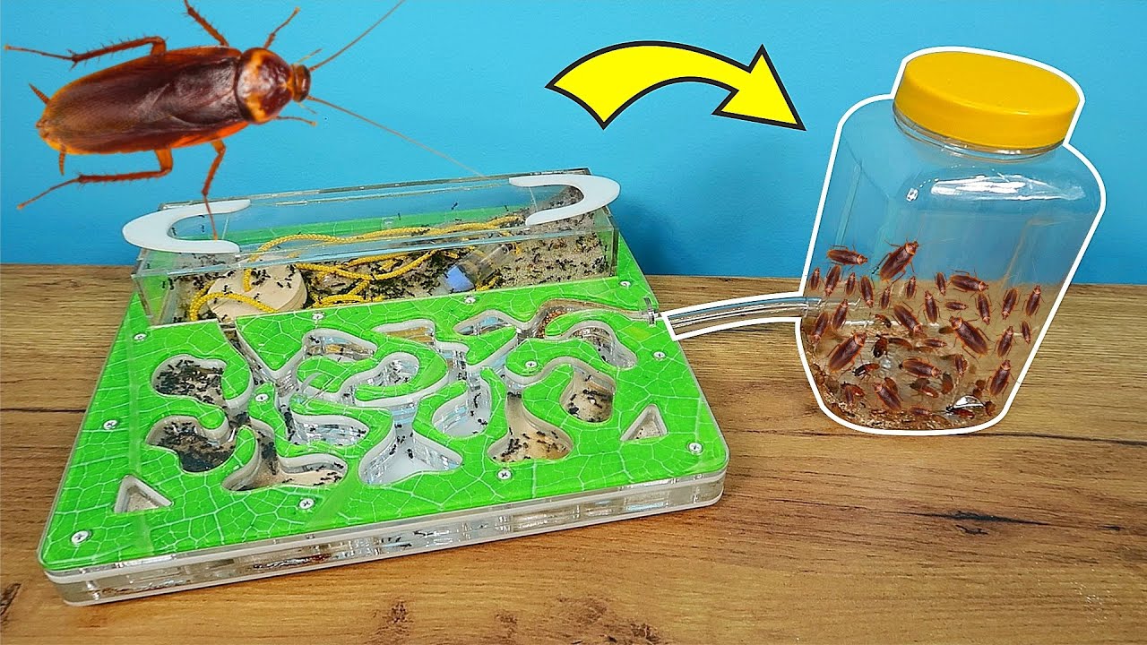 &iquest;Y SI CONECTO UNA GUARIDA DE CUCARACHAS CON UN FORMICARIO?