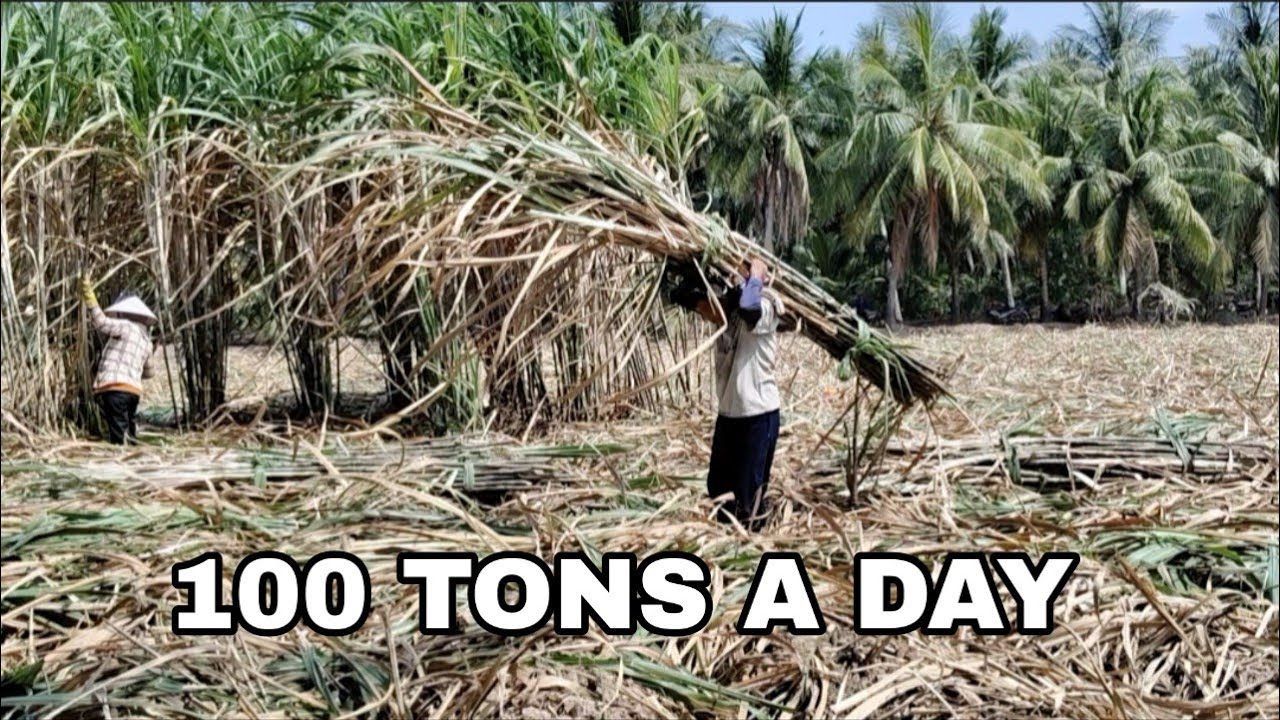 100 Tons of Sugarcane a Day | 30 Farmers Working 12 Hours by Hand in the Mekong Delta