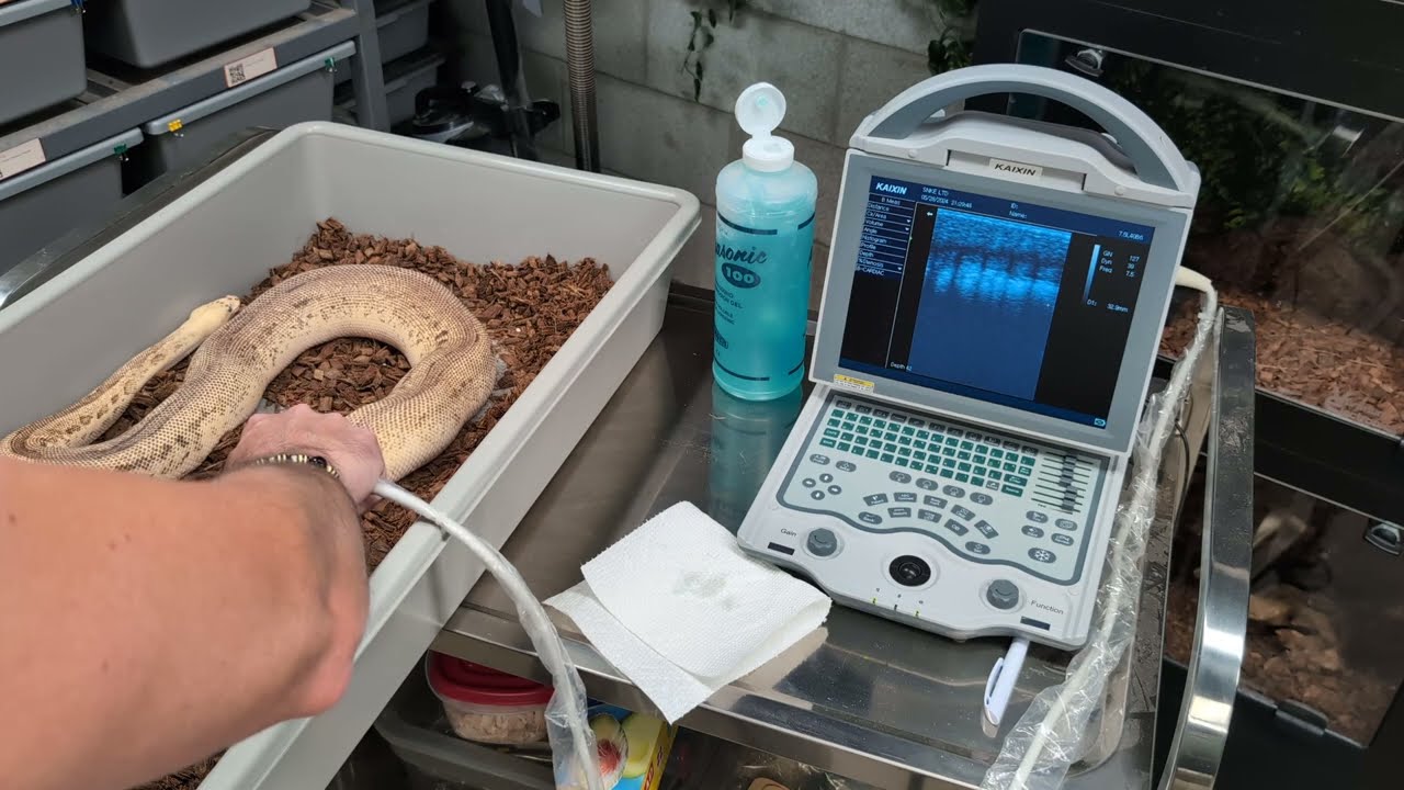 Lets Ultrasound Some Female Ball Pythons For Follicles! TSRR 45