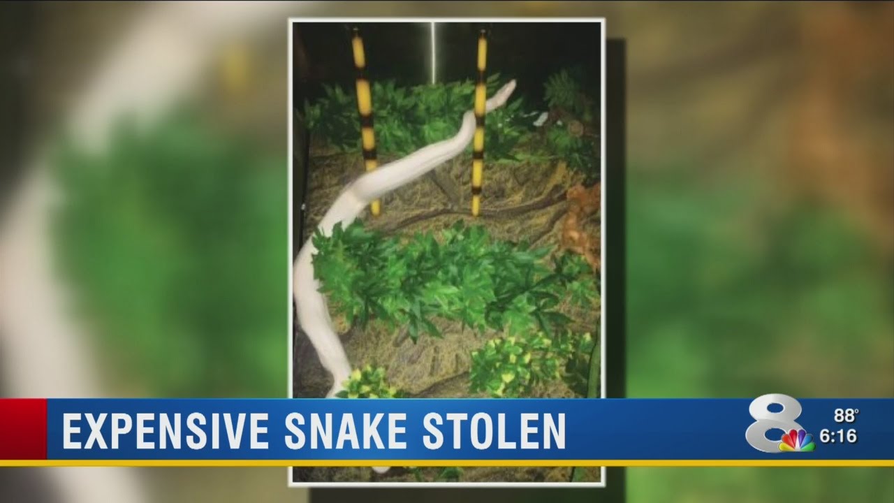 Rare, 6-foot-long white boa constrictor stolen from Riverview home