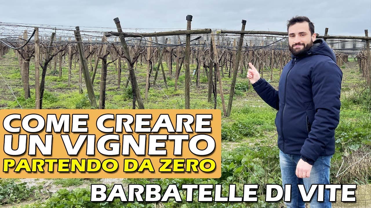 COME CREARE UN VIGNETO PARTENDO DA ZERO CON LE BARBATELLE