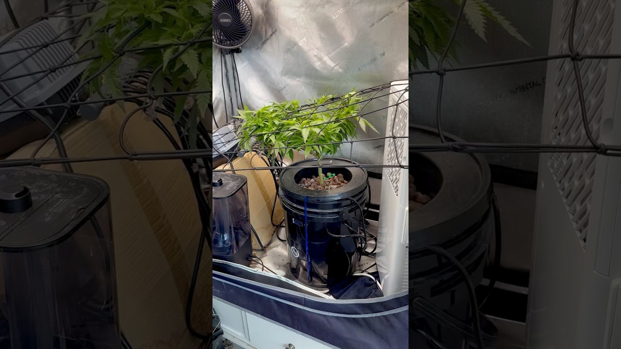 Monster Plant Growth Update! #weed #marijuana