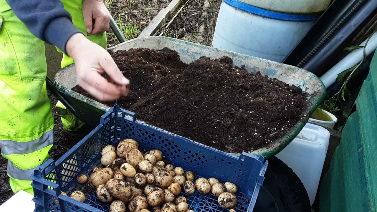 Home Made Supersoil Compost v Home Made Compost Potato Reveals With An October Vegetable Harvest