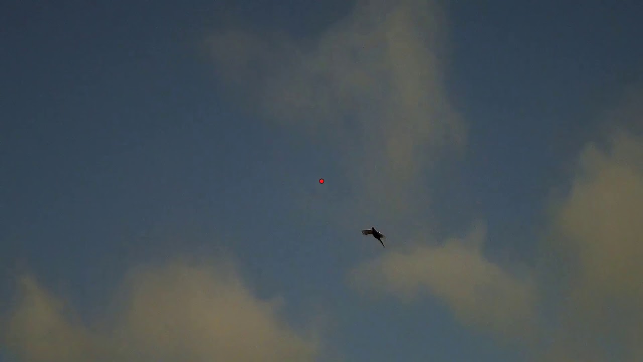 ShotawayFilms Pheasant and Partridge Shooting Beaters Day Shotkam Clips HD 1080p.
