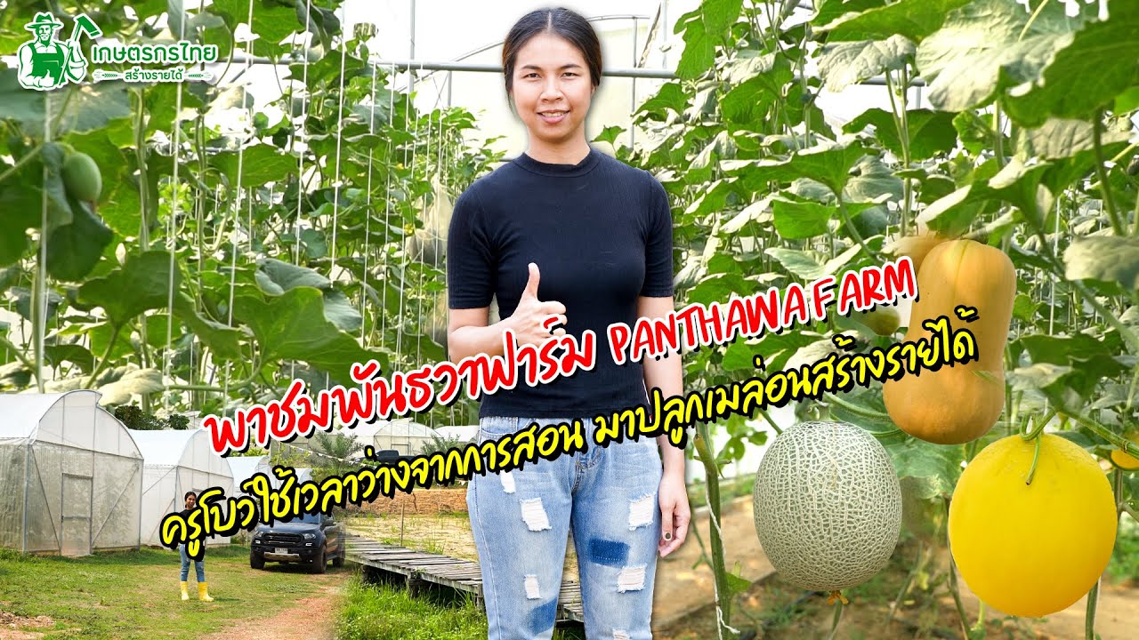 พาชมพันธวาฟาร์ม ครูโบว์ ใช้เวลาว่างจากการสอน  มาปลูกเมล่อนสร้างรายได้  l ชมสวนเกษตรกรไทย Ep228