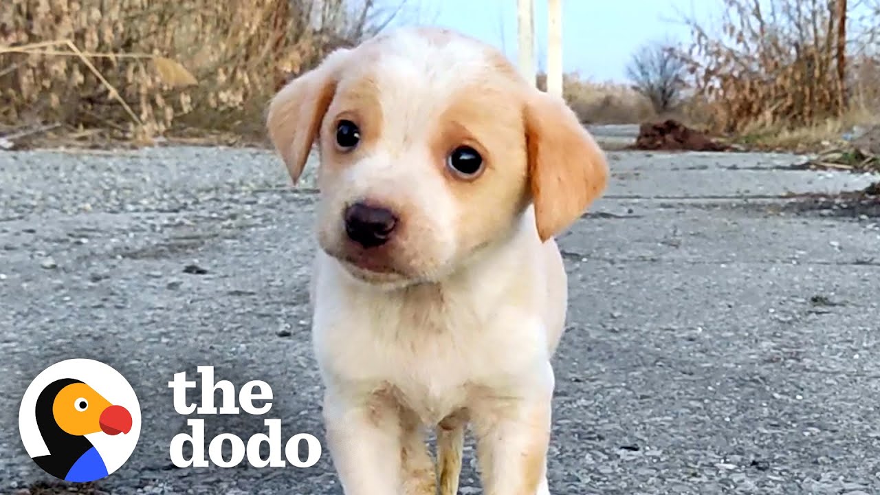 Shaking Puppy Found All Alone Starts Wagging His Tail | The Dodo