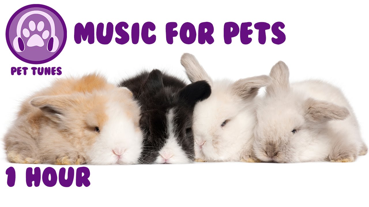 Music for pets - music to relax your pet and help them sleep - pet music