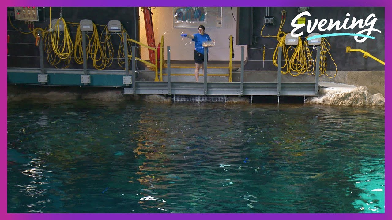 Behind the scenes of Seattle Aquarium’s Ocean Pavilion during feeding time