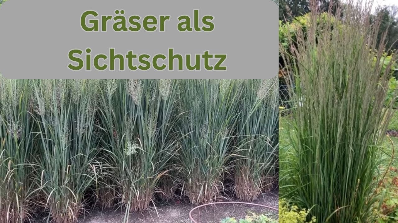 Gräser als Sichtschutz - Reitgras Karl Förster pflanzen, kompakt erklärt !
