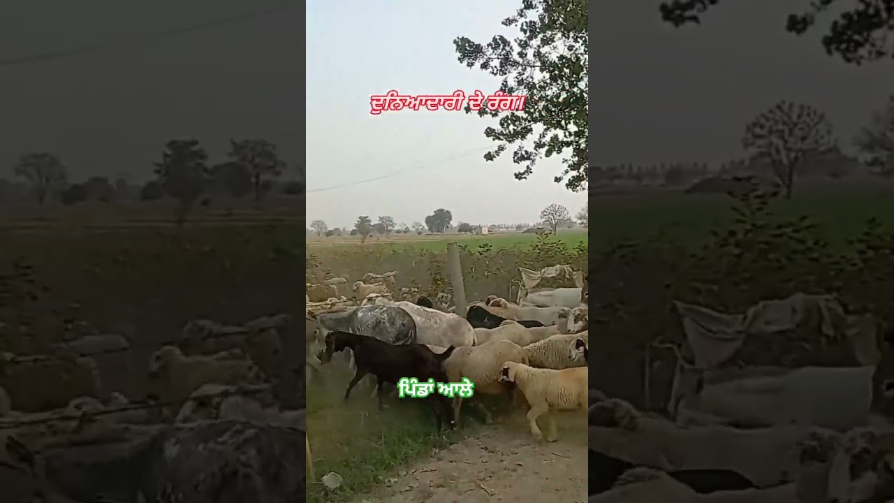 #punjabi #kissanmajdoorekta #punjablive1 #farming #msp #punjab #punjabi #bagwani #agriculture