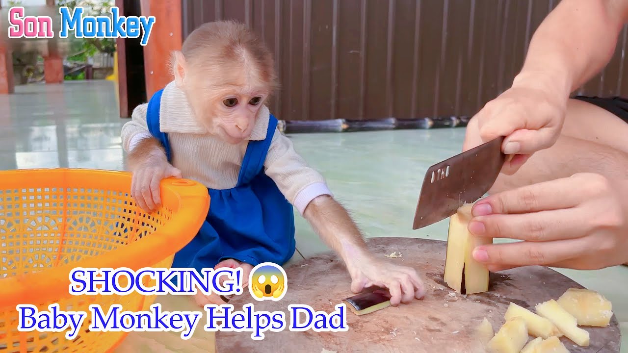 Let’s See What the Baby Monkey Did to Make His Dad So Emotional and Proud! - Son Monkey