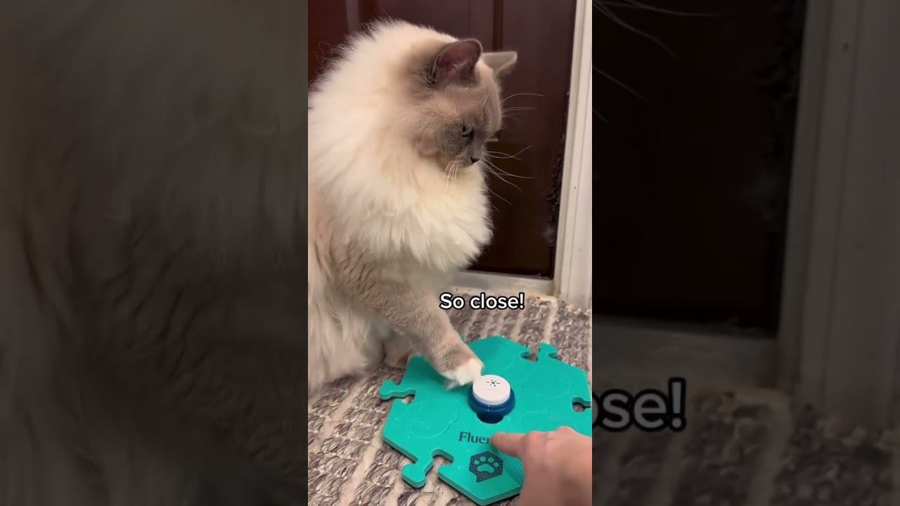 Cat Button Training