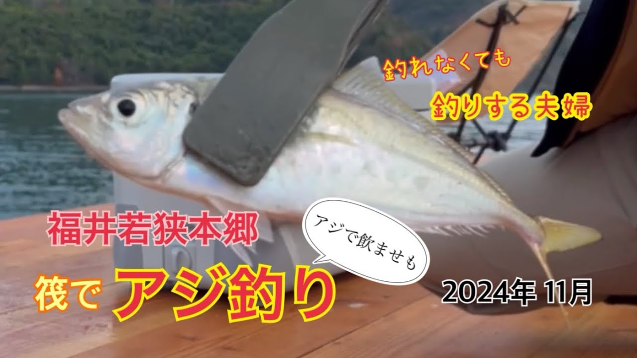 福井県若狭でアジ釣り　釣れたアジで飲ませもしてきました