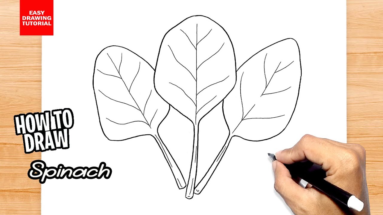 How to draw Spinach
