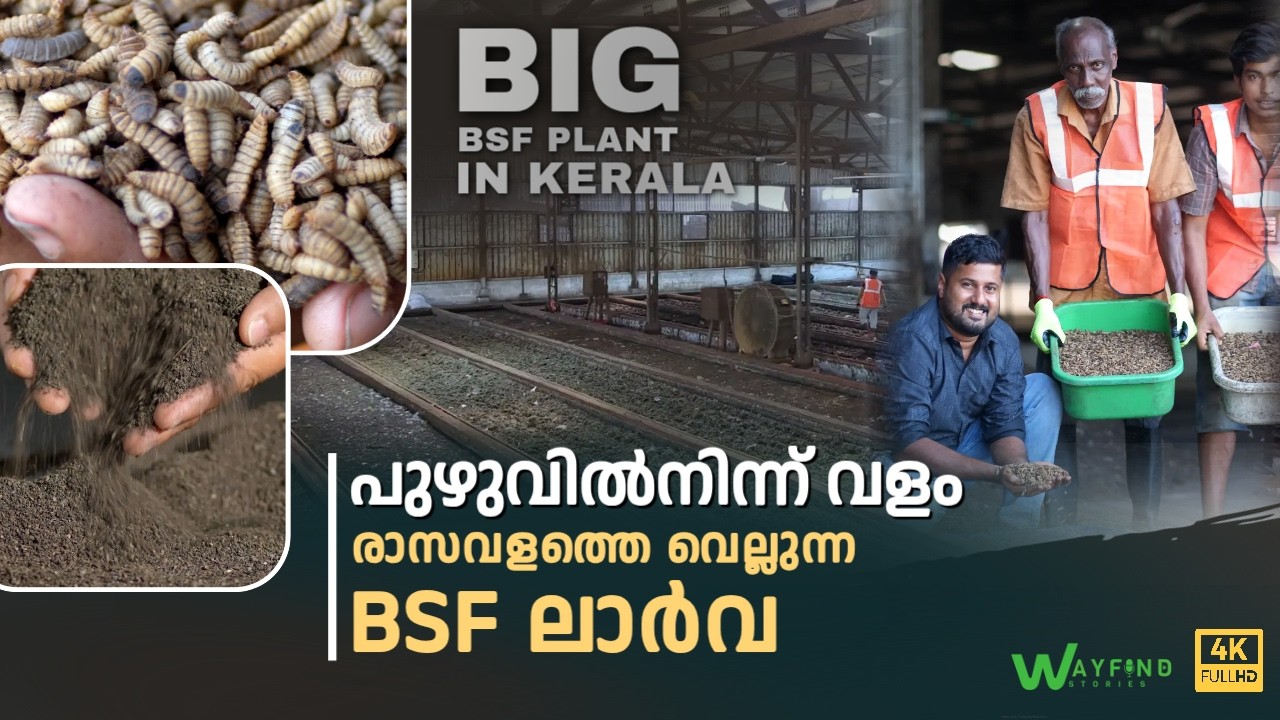 പുഴുവിൽ നിന്ന് വളം, രാസവളത്തെ വെല്ലുന്ന ബിഎസ്എഫ് ലാർവ | BSF Larva