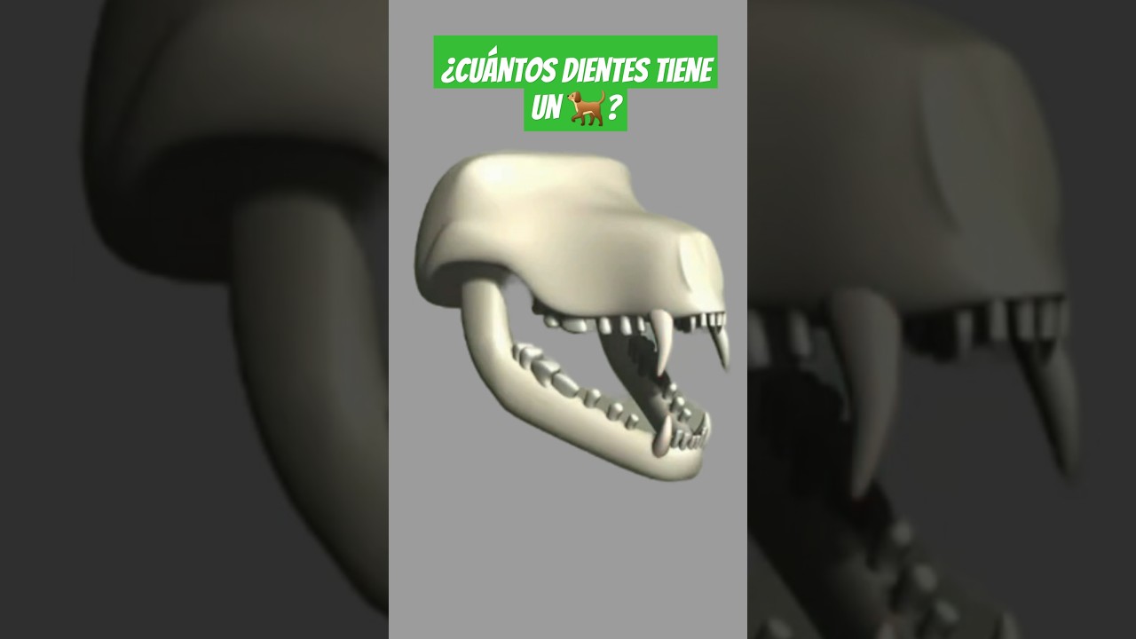 🐕&iquest;Cu&aacute;ntos DIENTES tiene un perro? 🦷 #auxiliarveterinario #consejosveterinarios #perrossaludables