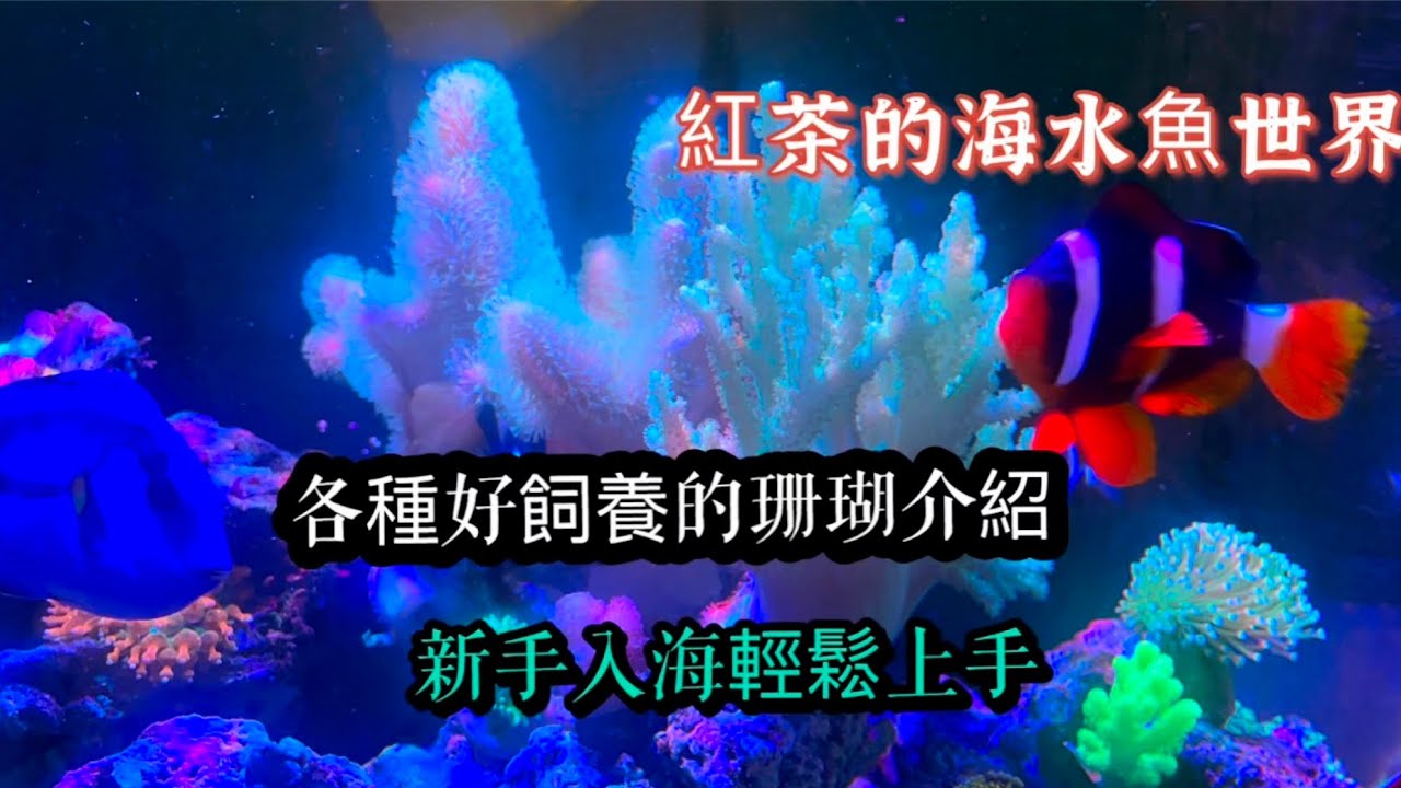 各種好飼養的珊瑚～新手入海輕鬆上手｜紅茶的海水魚世界