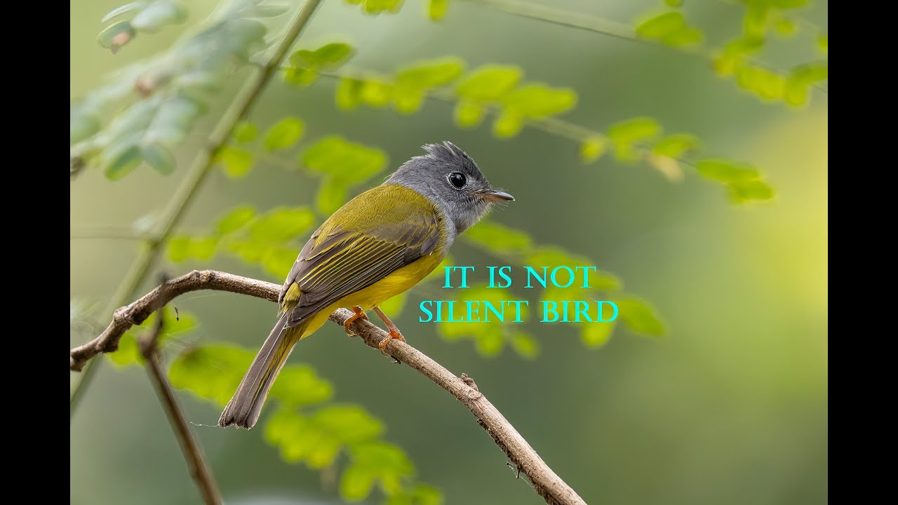 Grey headed Canary flycatcher:#birds #wildlife #nature #birdphotography #wildlifephotography